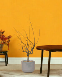 Plum Blossom - morandi pot - Gifting plant - Tumbleweed Plants - Online Plant Delivery Singapore