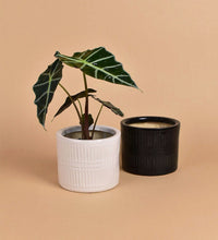 Pocky Pots - white - Pot - Tumbleweed Plants - Online Plant Delivery Singapore