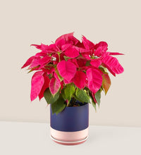 Poinsettia - blue white two tone pot - Potted plant - Tumbleweed Plants - Online Plant Delivery Singapore