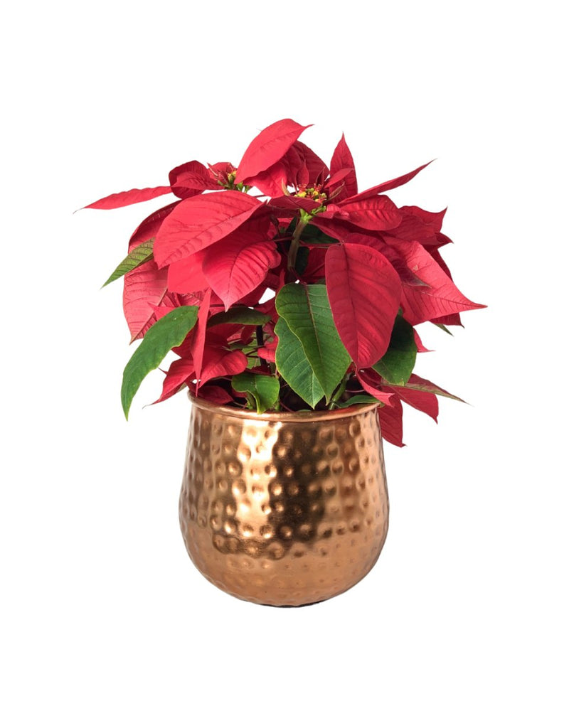 Poinsettia - garath planter - Potted plant - Tumbleweed Plants - Online Plant Delivery Singapore