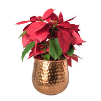 Poinsettia