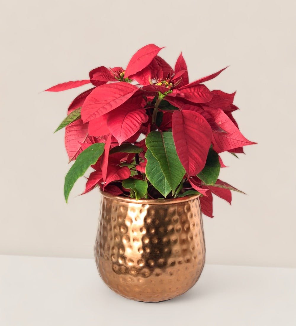 Poinsettia - garath planter - Potted plant - Tumbleweed Plants - Online Plant Delivery Singapore