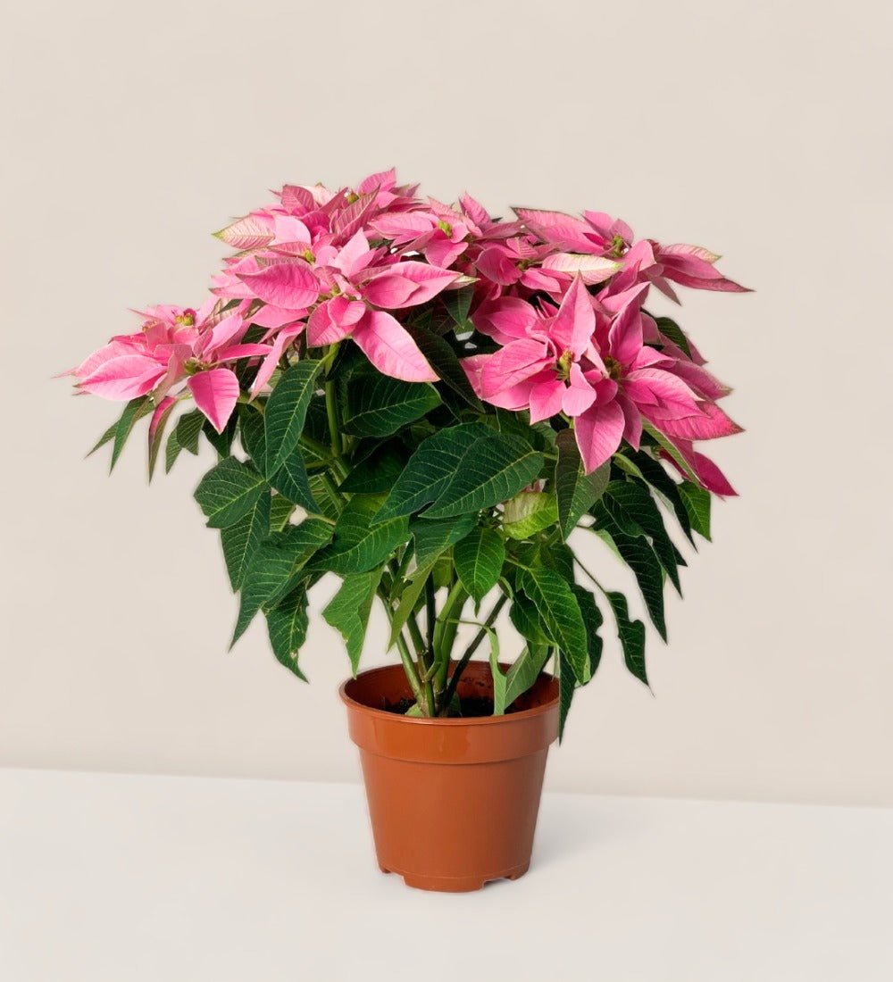 Poinsettia - grow pot - Potted plant - Tumbleweed Plants - Online Plant Delivery Singapore