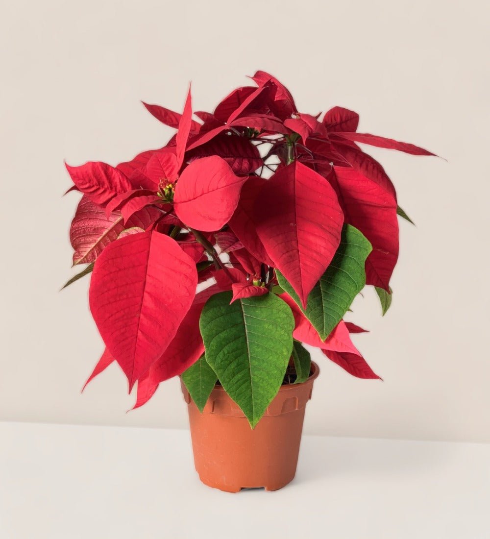 Poinsettia - grow pot - Potted plant - Tumbleweed Plants - Online Plant Delivery Singapore
