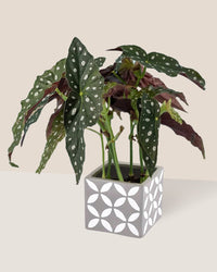 Polka Dot Begonia - cement cube - Just plant - Tumbleweed Plants - Online Plant Delivery Singapore