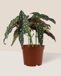 Polka Dot Begonia - grow pot - Just plant - Tumbleweed Plants - Online Plant Delivery Singapore