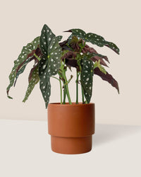 Polka Dot Begonia - plinth pot - chestnut/large - Just plant - Tumbleweed Plants - Online Plant Delivery Singapore