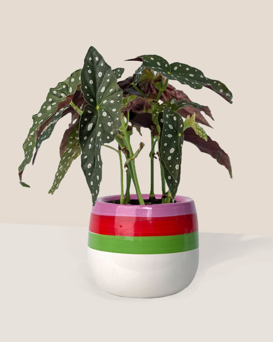 Polka Dot Begonia - poppy planter - ariel - Just plant - Tumbleweed Plants - Online Plant Delivery Singapore