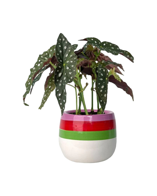 Polka Dot Begonia - poppy planter - ariel - Potted plant - Tumbleweed Plants - Online Plant Delivery Singapore