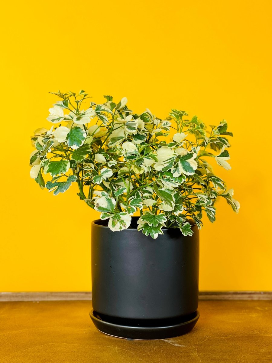 Polyscia 'Dwarf Variegata' - Gifting plant - Tumbleweed Plants - Online Plant Delivery Singapore