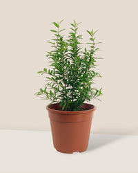 Pomegranate Plant - grow pot - Potted plant - Tumbleweed Plants - Online Plant Delivery Singapore