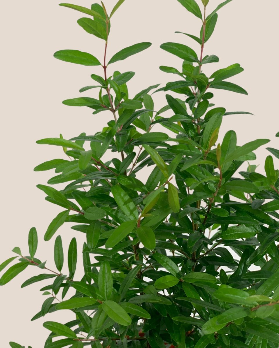 Pomegranate Plant - grow pot - Potted plant - Tumbleweed Plants - Online Plant Delivery Singapore