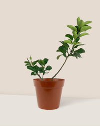 Pomelo Tree (75 cm) - grow pot - Potted plant - Tumbleweed Plants - Online Plant Delivery Singapore