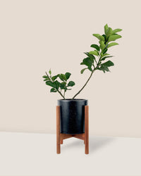 Pomelo Tree (75 cm) - mid century stand - small/black - Potted plant - Tumbleweed Plants - Online Plant Delivery Singapore