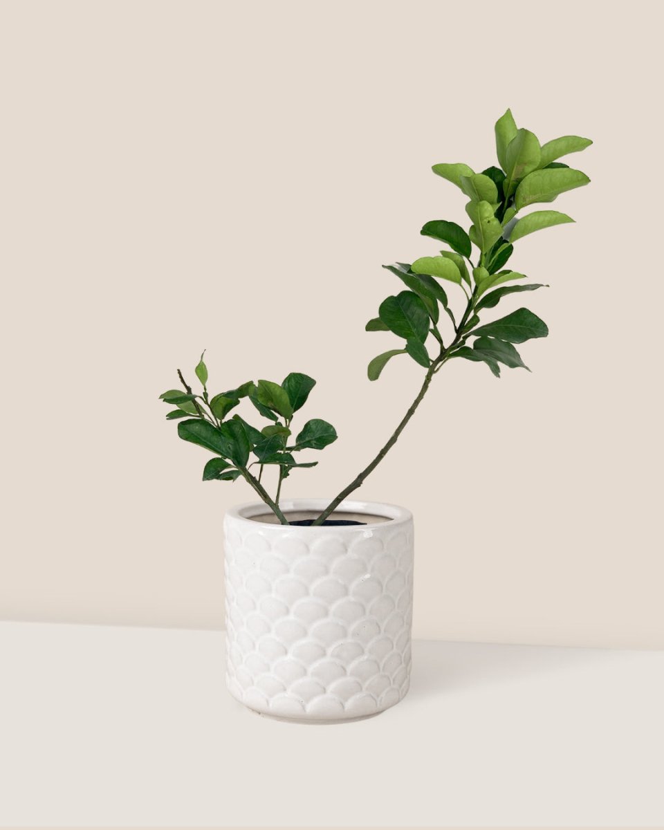 Pomelo Tree (75 cm) - scales planter - Potted plant - Tumbleweed Plants - Online Plant Delivery Singapore