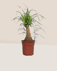 Ponytail Palm - grow pot - Just plant - Tumbleweed Plants - Online Plant Delivery Singapore