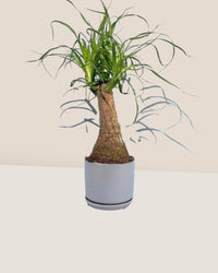 Ponytail Palm - little cylinder grey with tray planter - Just plant - Tumbleweed Plants - Online Plant Delivery Singapore