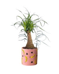 Ponytail Palm - little cylinder grey with tray planter - Potted plant - Tumbleweed Plants - Online Plant Delivery Singapore