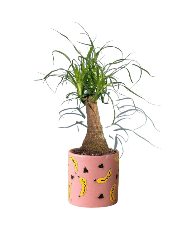 Ponytail Palm - little cylinder grey with tray planter - Potted plant - Tumbleweed Plants - Online Plant Delivery Singapore