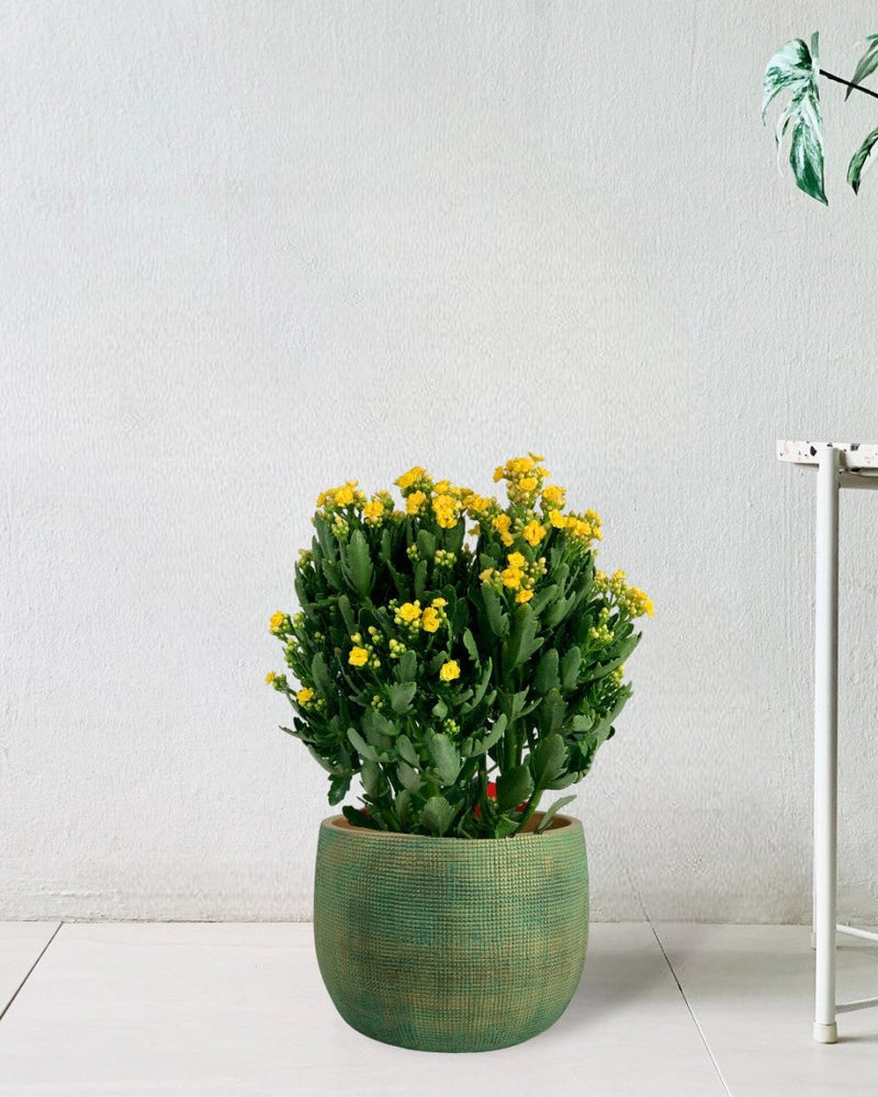 Poppy Kalanchoe - bauble planter - jade green - Potted plant - Tumbleweed Plants - Online Plant Delivery Singapore