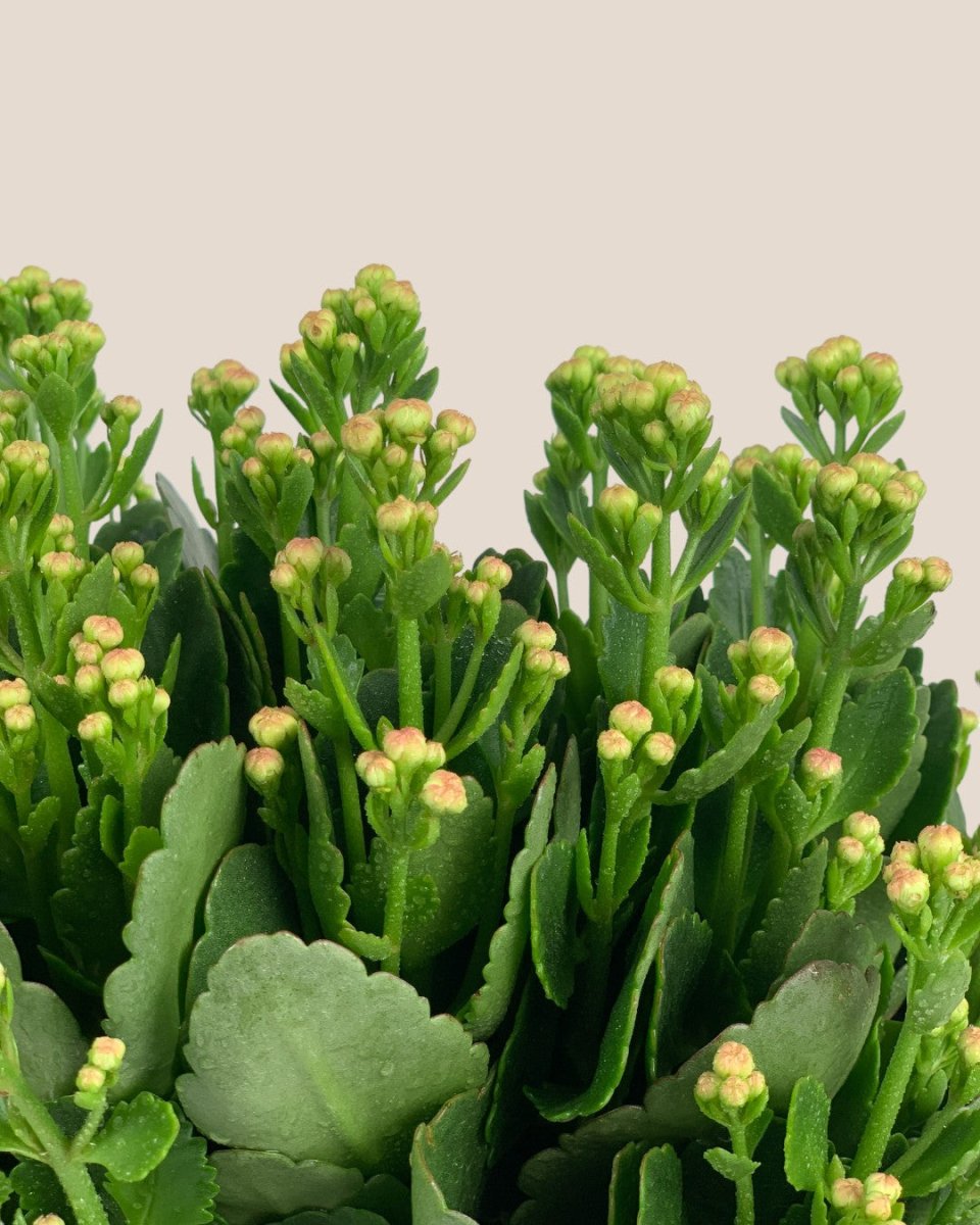 Poppy Kalanchoe - bauble planter - jade green - Potted plant - Tumbleweed Plants - Online Plant Delivery Singapore