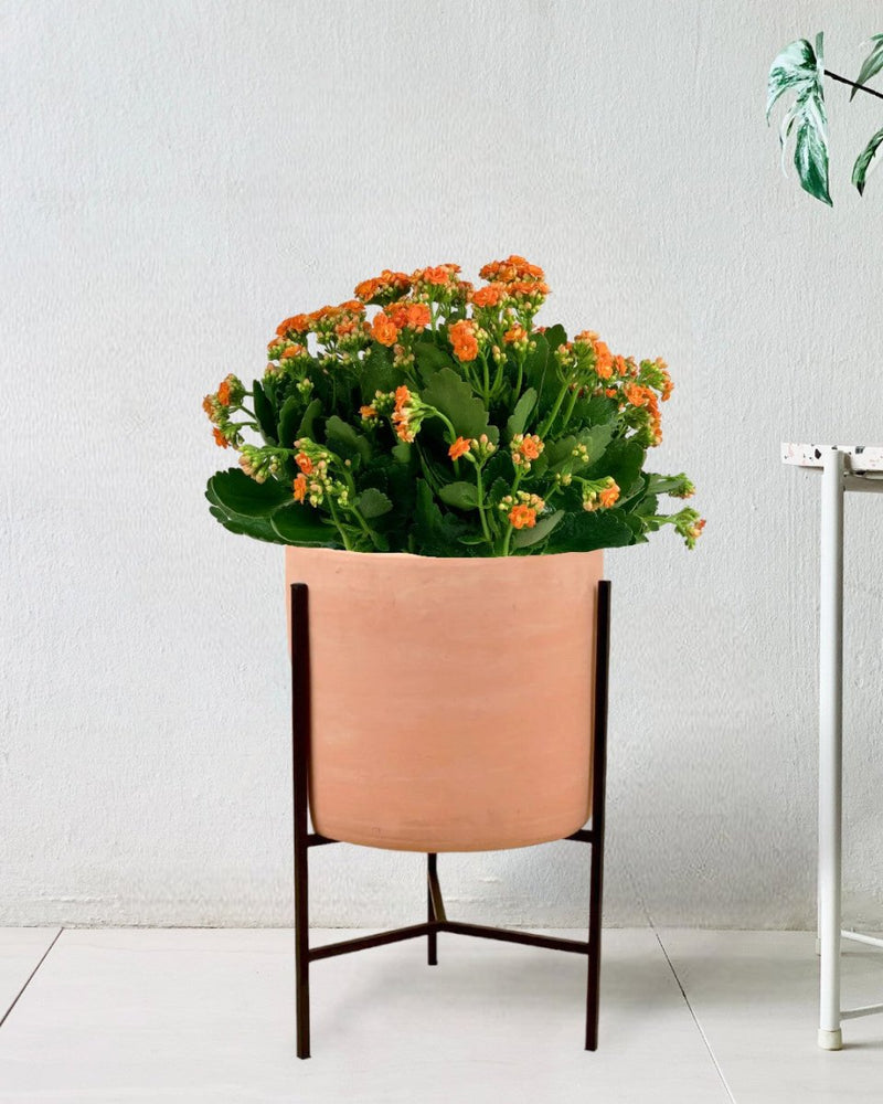 Poppy Kalanchoe - sedonda stand - Potted plant - Tumbleweed Plants - Online Plant Delivery Singapore