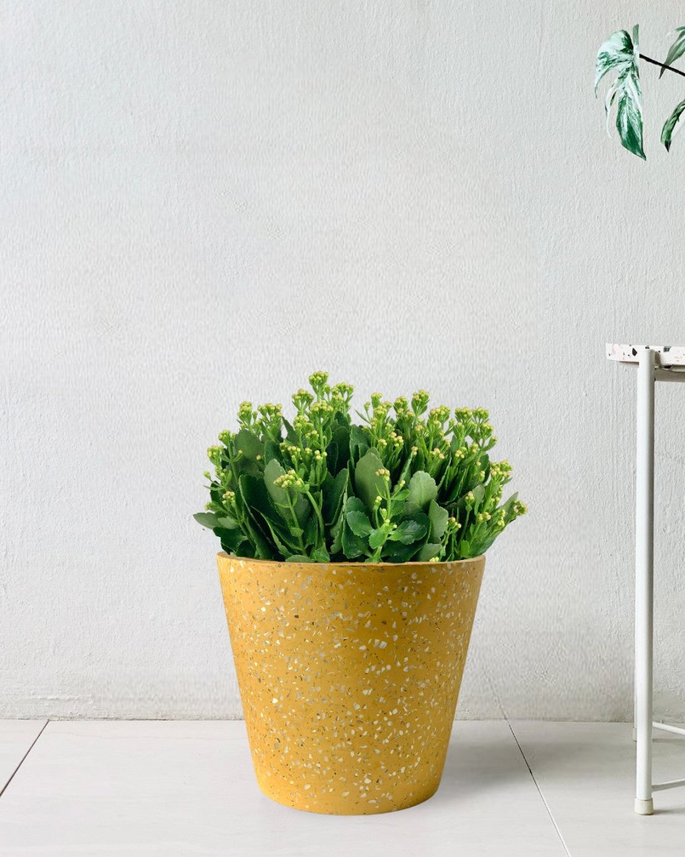 Poppy Kalanchoe - terrazzo pots - yellow - Potted plant - Tumbleweed Plants - Online Plant Delivery Singapore