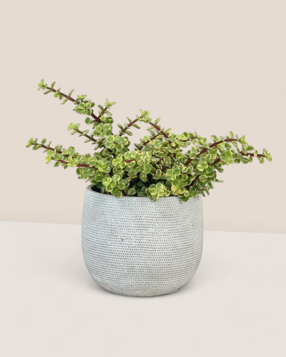 Portulacaria Afra Jacq Variegated - grow pot - Potted plant - Tumbleweed Plants - Online Plant Delivery Singapore