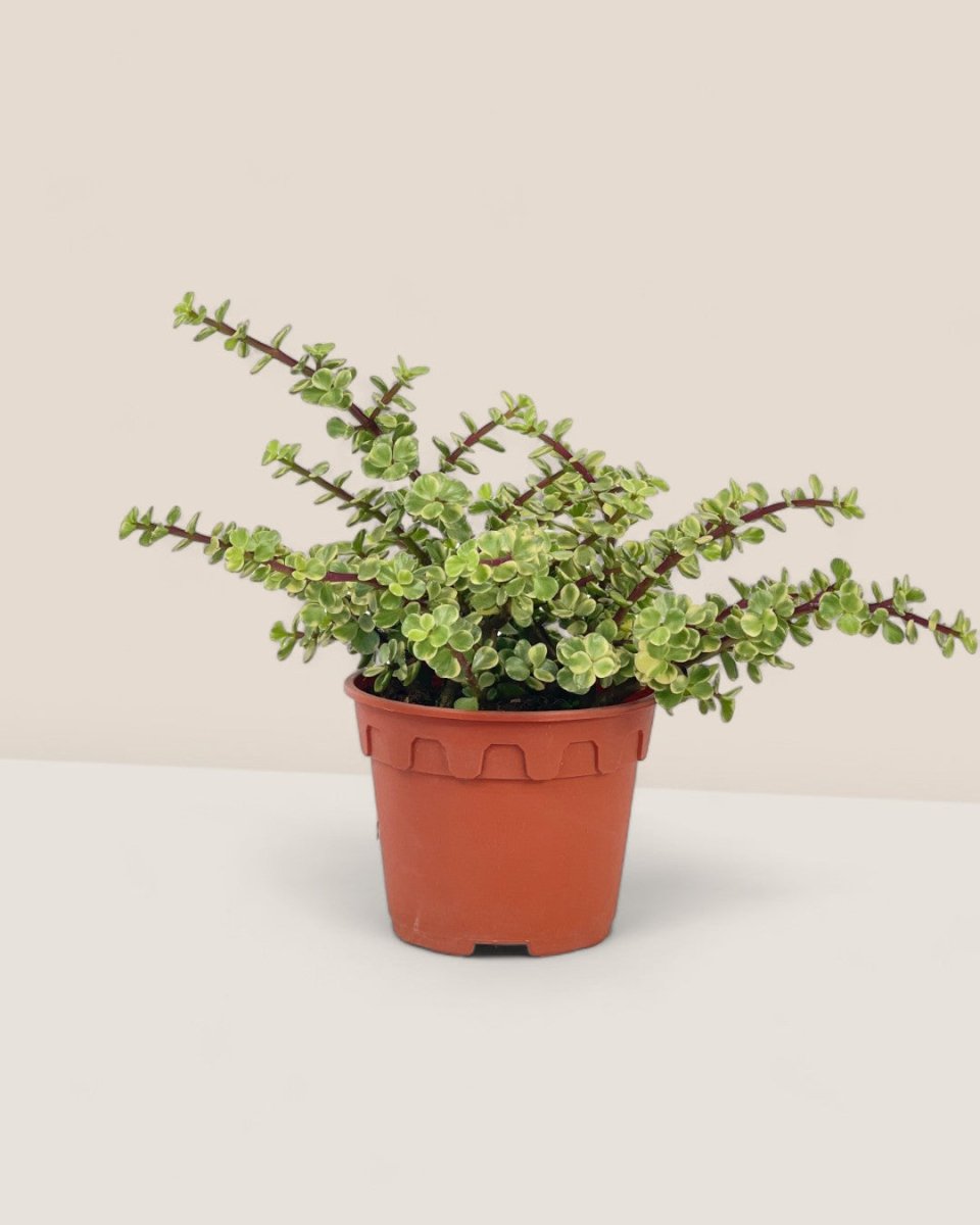 Portulacaria Afra Jacq Variegated - grow pot - Potted plant - Tumbleweed Plants - Online Plant Delivery Singapore