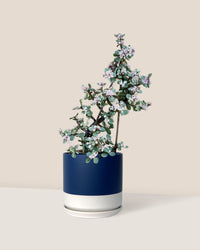 Portulacaria Afra Pink Jade Plant - blue white two tone pot - Just plant - Tumbleweed Plants - Online Plant Delivery Singapore