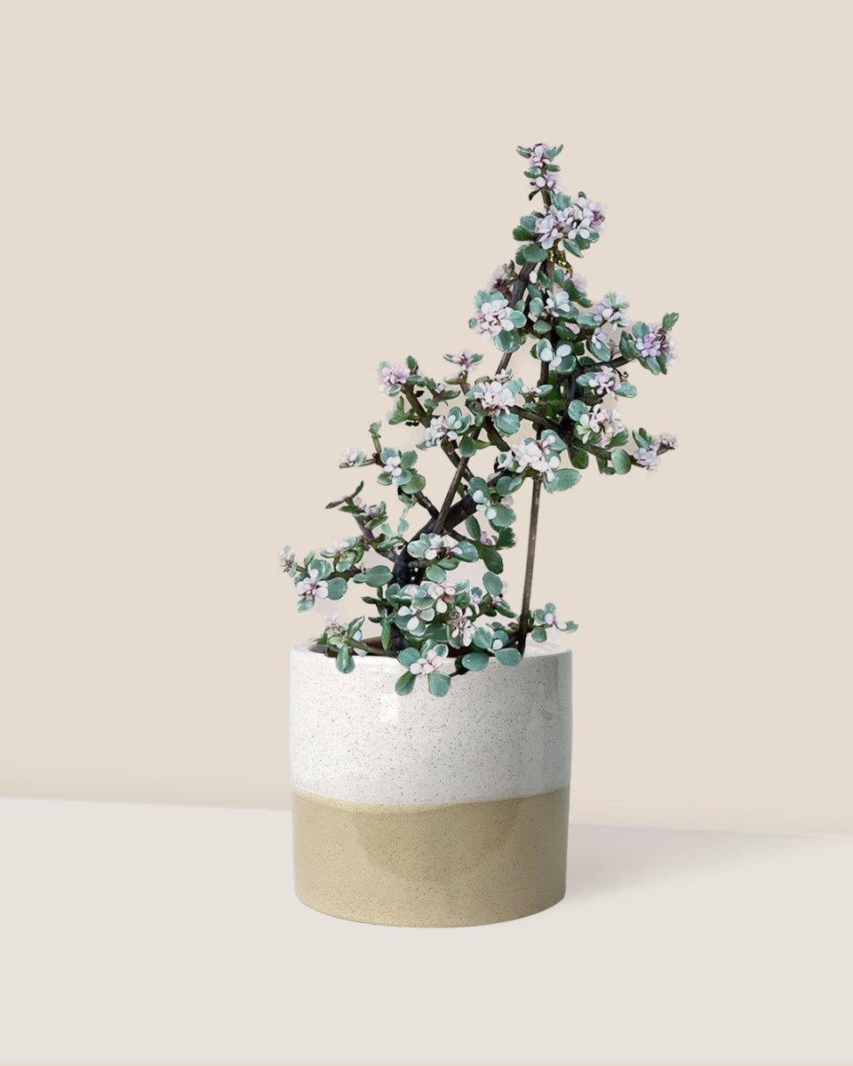 Portulacaria Afra Pink Jade Plant - cream two tone planter - Just plant - Tumbleweed Plants - Online Plant Delivery Singapore