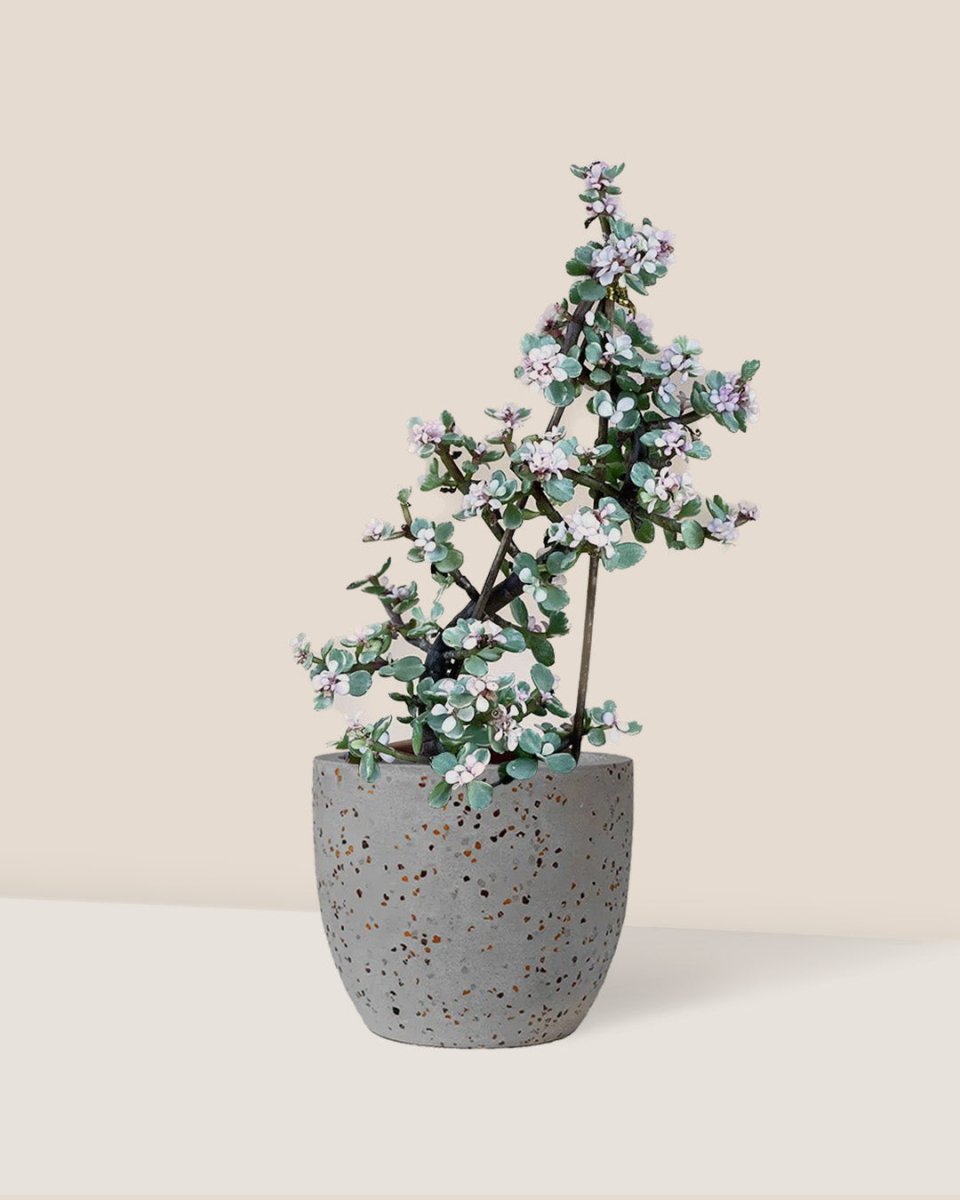 Portulacaria Afra Pink Jade Plant - egg pot - small/grey - Just plant - Tumbleweed Plants - Online Plant Delivery Singapore