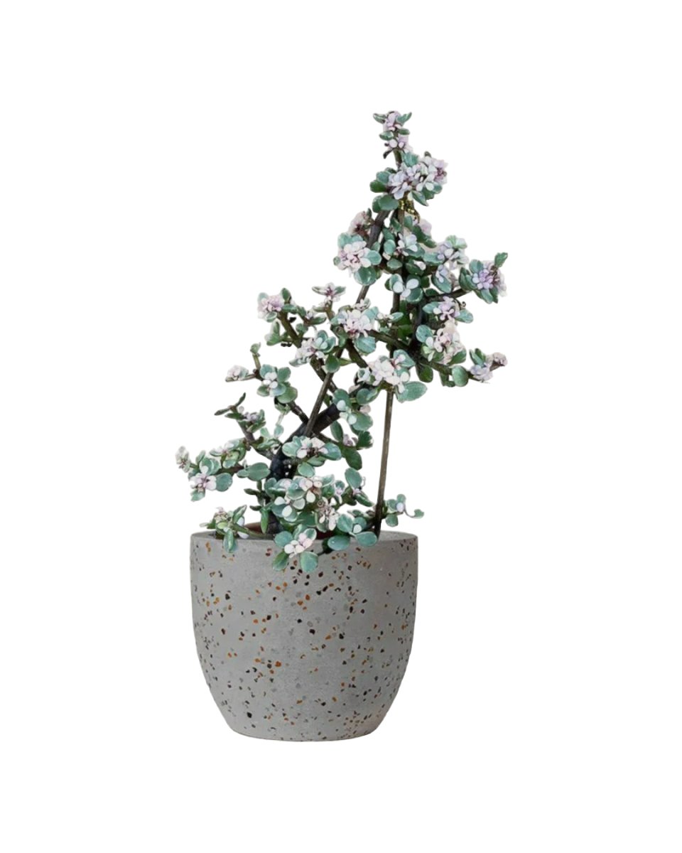 Portulacaria Afra Pink Jade Plant - egg pot - small/grey - Just plant - Tumbleweed Plants - Online Plant Delivery Singapore