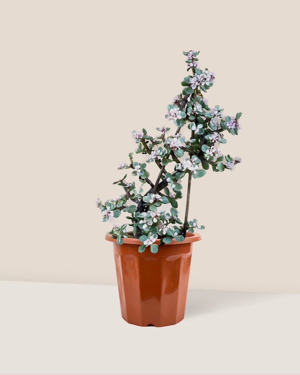 Portulacaria Afra Pink Jade Plant - grow pot - Just plant - Tumbleweed Plants - Online Plant Delivery Singapore