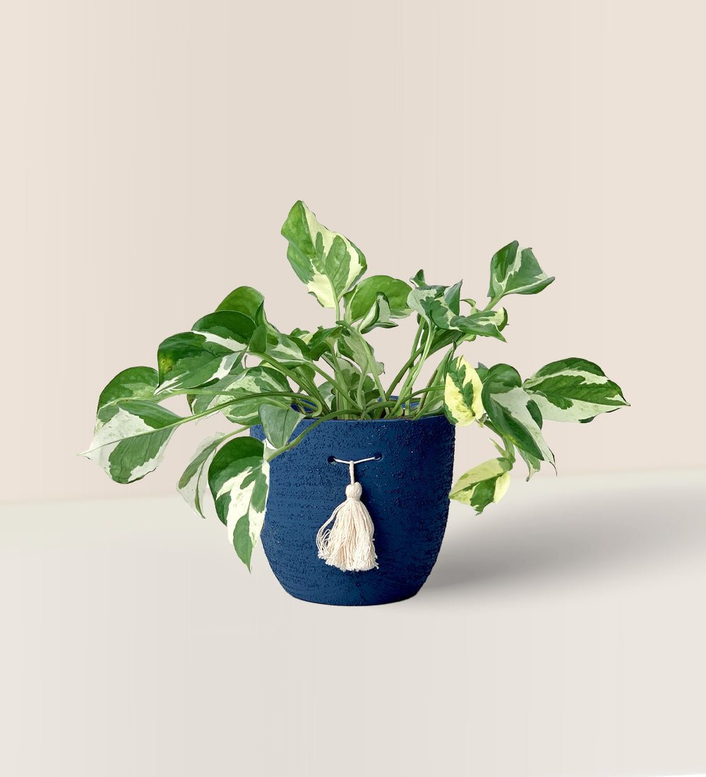 Pothos N'Joy - blue tassel pot - small - Potted plant - Tumbleweed Plants - Online Plant Delivery Singapore