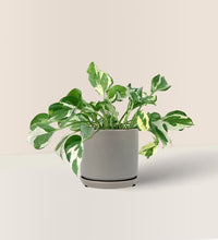 Pothos N'Joy - little cylinder grey with tray - Potted plant - Tumbleweed Plants - Online Plant Delivery Singapore