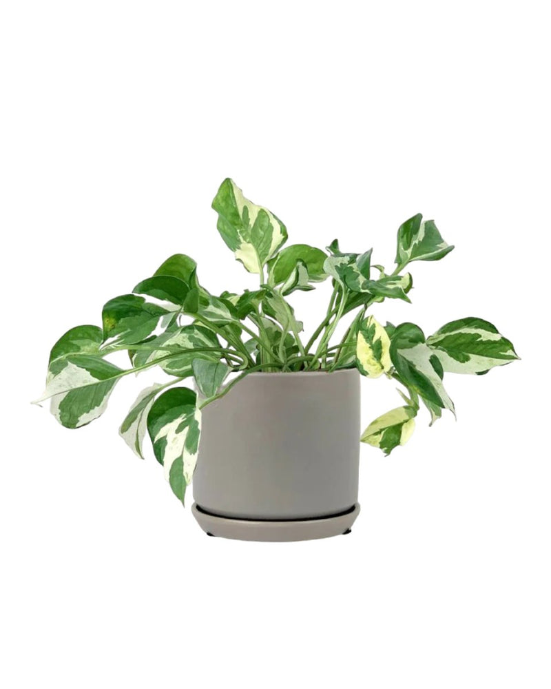 Pothos N'Joy - little cylinder grey with tray - Potted plant - Tumbleweed Plants - Online Plant Delivery Singapore