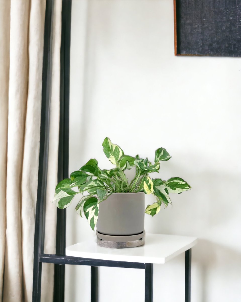 Pothos N'Joy - little cylinder grey with tray - Potted plant - Tumbleweed Plants - Online Plant Delivery Singapore