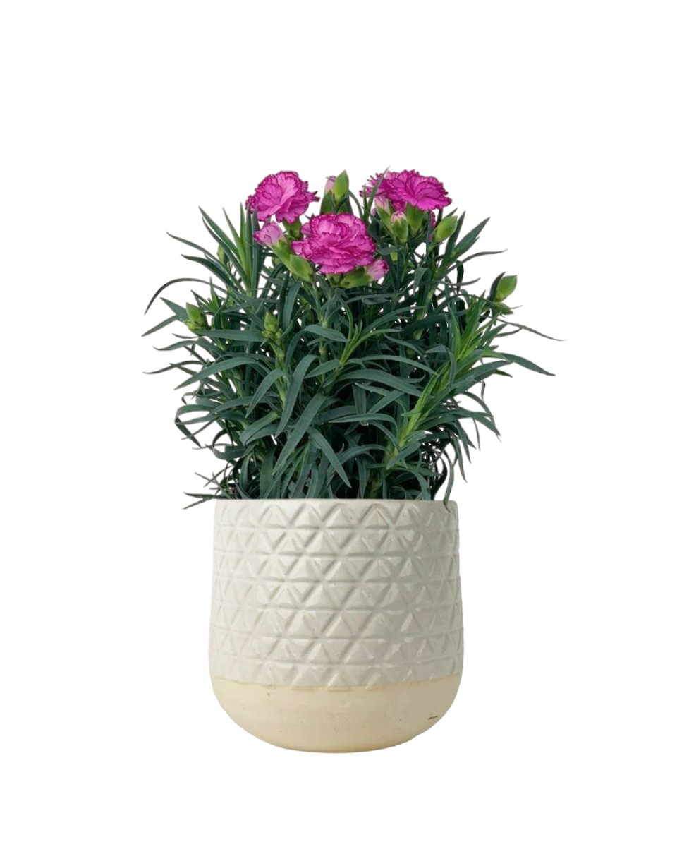 Potted Growing Carnation - sunday planter - Potted plant - Tumbleweed Plants - Online Plant Delivery Singapore
