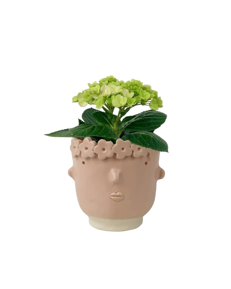 Potted Hydrangea - large addie planter (mustard) - Potted plant - Tumbleweed Plants - Online Plant Delivery Singapore