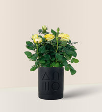 Potted Mini Rose - black etch pot - Potted plant - Tumbleweed Plants - Online Plant Delivery Singapore