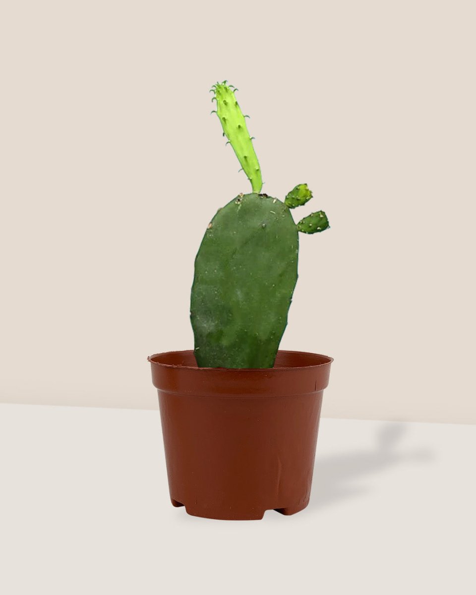 Prickly Pear Cactus - grow pot - Potted plant - Tumbleweed Plants - Online Plant Delivery Singapore