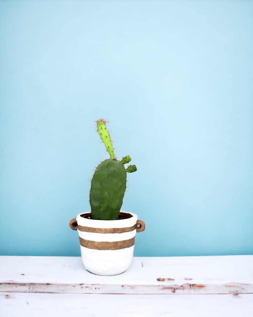 Cactus Background Pink Images – Browse 58,135 Stock Photos, Vectors, and  Video | Adobe Stock