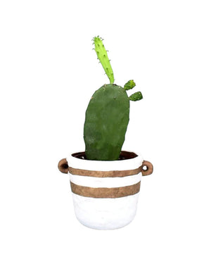 Prickly Pear Cactus - grow pot - Potted plant - Tumbleweed Plants - Online Plant Delivery Singapore