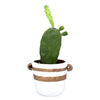 Prickly Pear Cactus (0.3)