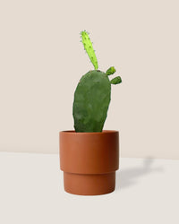 Prickly Pear Cactus - plinth pot - chestnut/large - Potted plant - Tumbleweed Plants - Online Plant Delivery Singapore