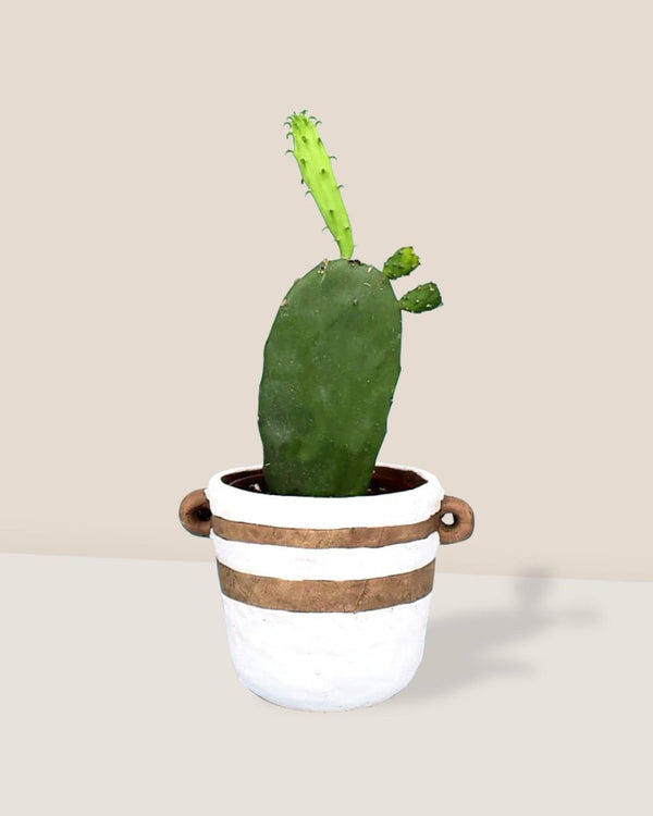Prickly Pear Cactus - portafino planter - white - Potted plant - Tumbleweed Plants - Online Plant Delivery Singapore