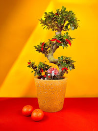 Propitious Ficus Bonsai Tree - Gifting plant - Tumbleweed Plants - Online Plant Delivery Singapore