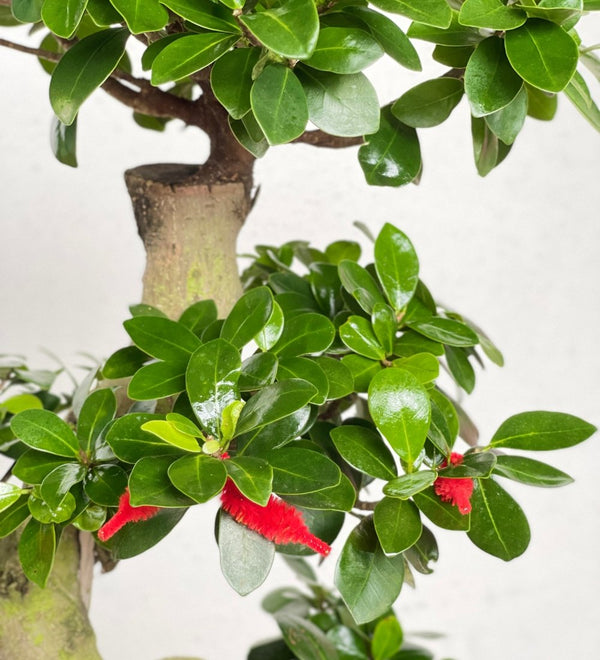 Propitious Ficus Bonsai Tree - Gifting plant - Tumbleweed Plants - Online Plant Delivery Singapore