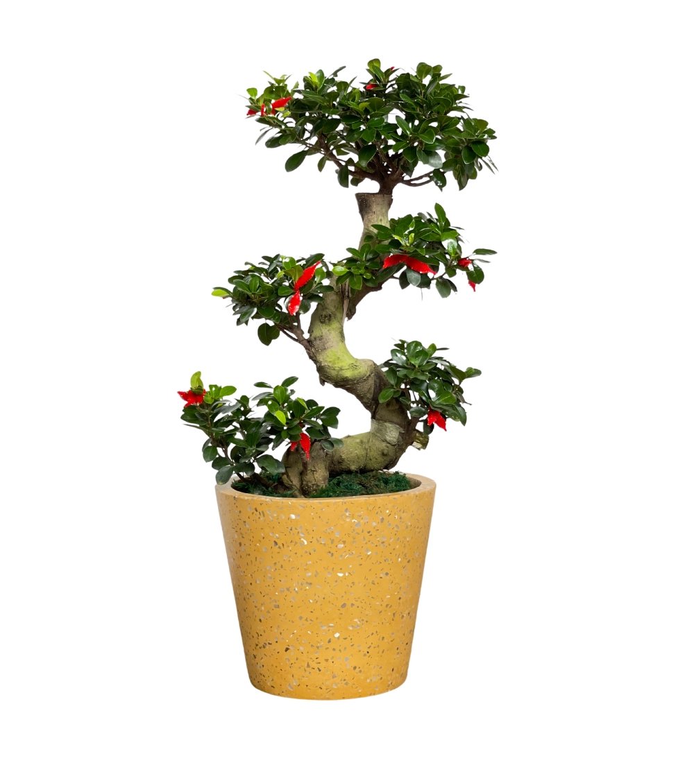 Propitious Ficus Bonsai Tree - Gifting plant - Tumbleweed Plants - Online Plant Delivery Singapore